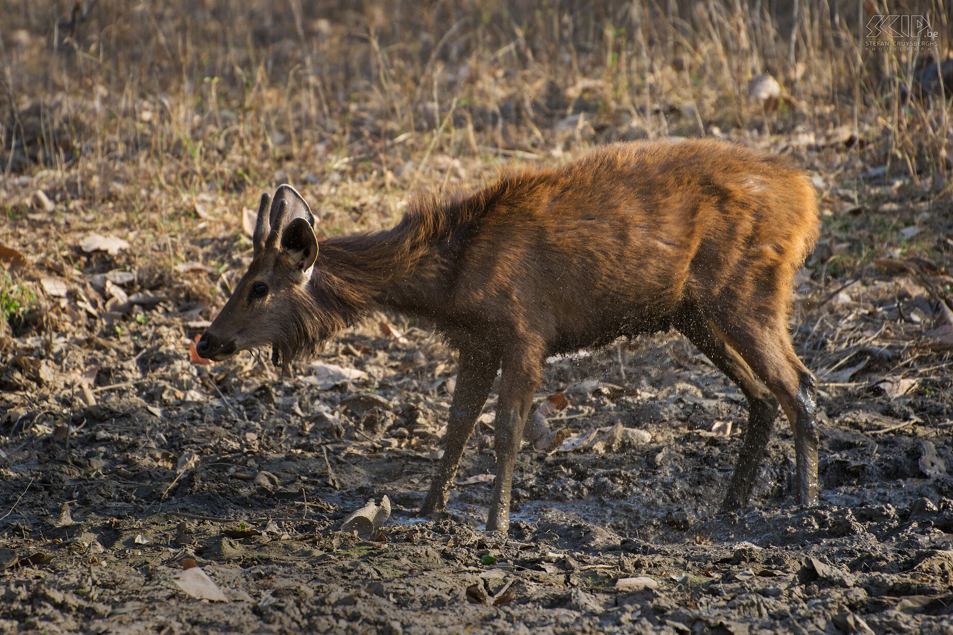 Panna - Sambar hert Het sambar hert (Rusa unicolor) is het grootste hert van het Indische subcontinent. Stefan Cruysberghs